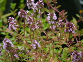 Thymus pulegioides Grote tijm bestellen